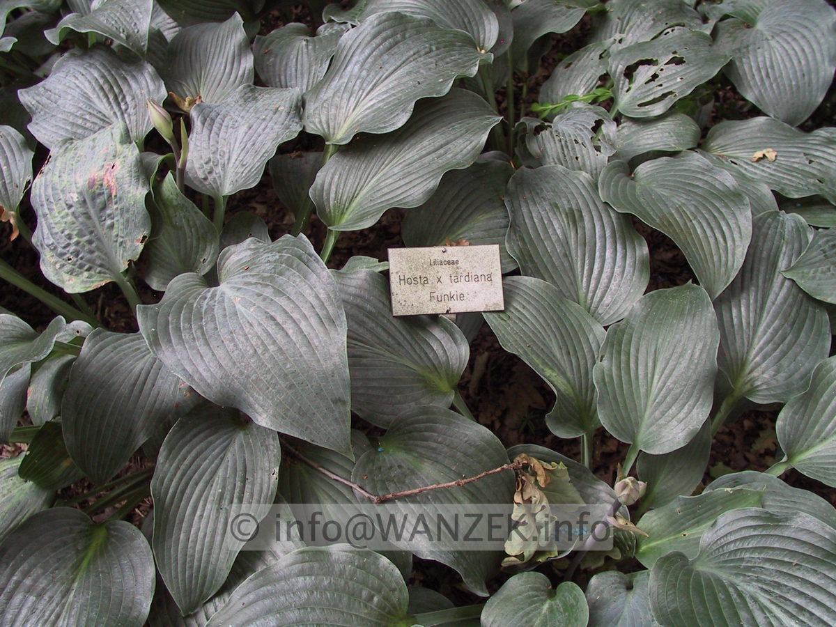 Hosta tardiana im Schatten.JPG